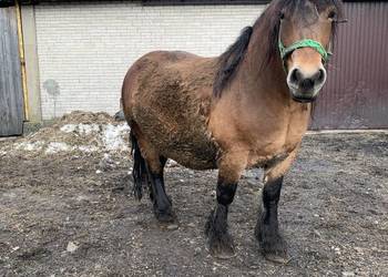 Sprzedam klacz wysoko zrebno