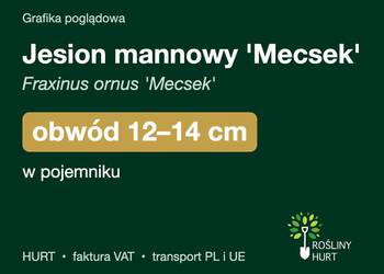 Jesion mannowy 'Mecsek' obwód 12-14 cm, w pojemniku – HURT