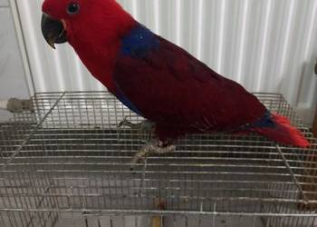 Lora Wielka samica .