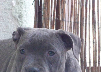 American Staffordshire Terrier Blue Amstaff