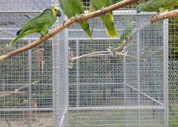 Sprzedam Amazonki Niebieskoczelne