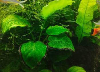 Anubias