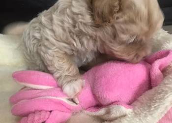 Maltipoo szczeniaki po malutkich rodzicach pudel toy / maltańczyk