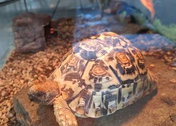 Sprzedam żółwia lamparciego oraz terrarium