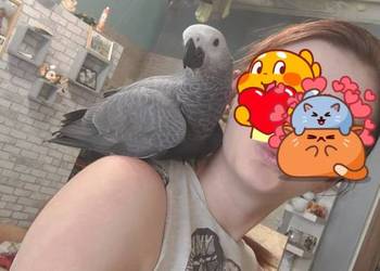 Oswojony samiec żako ręcznie karmiony 7 mięs