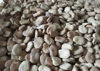 sprzedam nasiona bobu