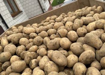 Ziemniaki Soraya melody wielkość sadzeniaka