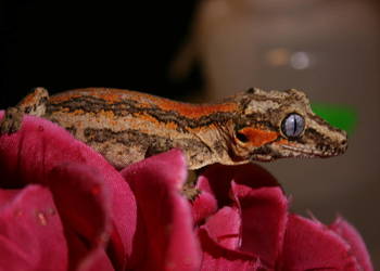 Gekon gargulcowy samica