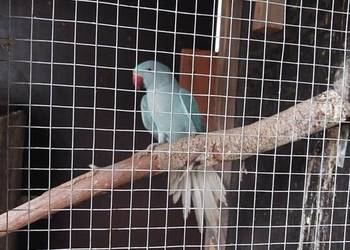 Aleksandretta obrożna