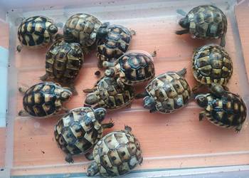 Żółw lądowy Kielce swietokrzyskie