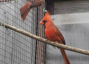 Kardynał czerwony samce