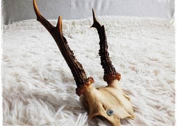 Parostki nr11 młodego jelenia z czaszką długość 17cm Trofeum
