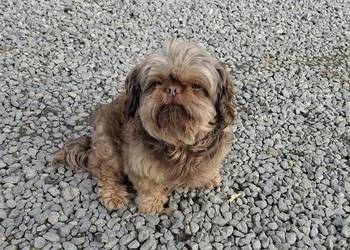Shih tzu piesek dorosły czekoladowy wykastrowany