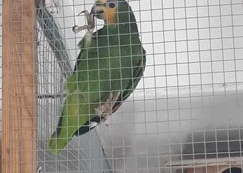 Amazonka kurika (modrobrewa) samiec