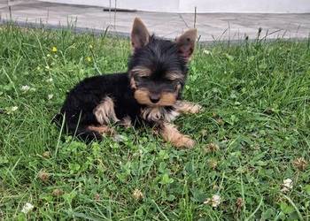 Yorkshire Terrier Suczka XXXXL Gotowa do odbioru