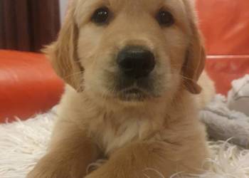 Golden Retriever / szczeniak / złoty piesek / gotowy do odbioru / rodowód