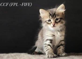 Kocurek syberyjski z rodowodem FPL.