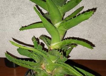 Aloes zielony nr 3, wysokość 25cm