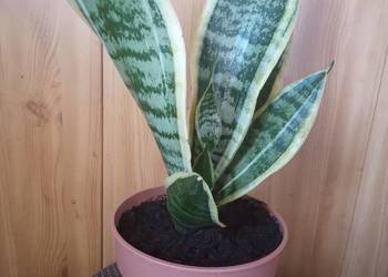Sansevieria kwiat doniczkowy kwiaty