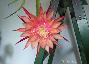 EPIPHYLLUM - rarytas w POLSCE -- rarytas !