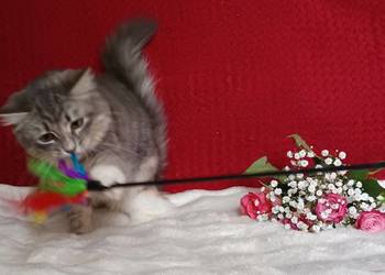 Koty Syberyjskie - MELBA ZKolakowegoDomu*PL