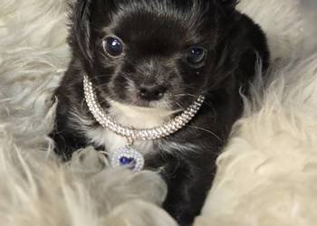 Chihuahua czarna ***Xxs