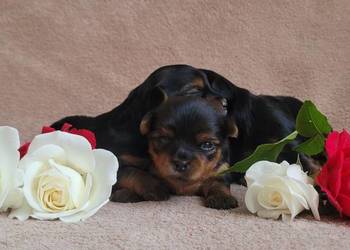 York yorkshire terrier szczeniak pieski suczki małe szczeniaczki rasowe psy