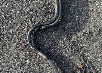 ZĄB SPULCHNIACZA SIEWNIKA