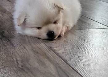 Szpic miniaturowy pomeranian