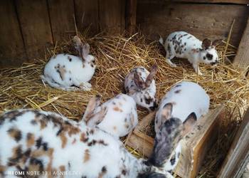 Rexy trojbarwne samce