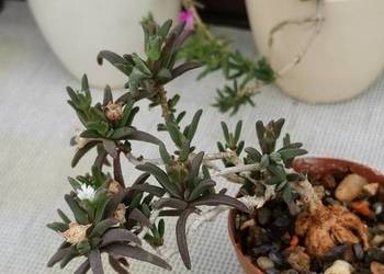 Delosperma bosseranum kaudeks miniatura Ice plant sukulent
