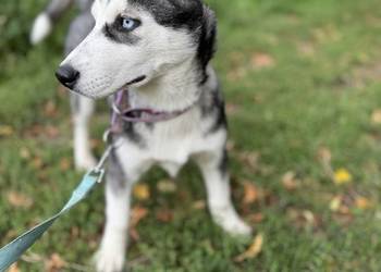 Szczeniak husky syberian