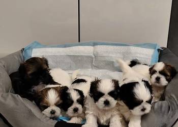 Sprzedam sunie rasy Shih tzu