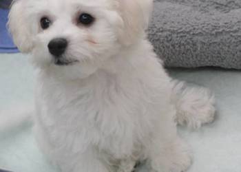 Maluchy Bichon Frise