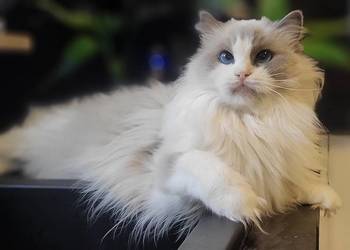 Dorosła kotka Ragdoll z rodowodem, kastratka