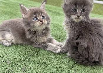 Przepiękne kocięta Maine Coon z rodowodem FPL