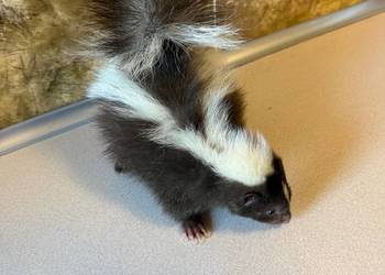 Skunks