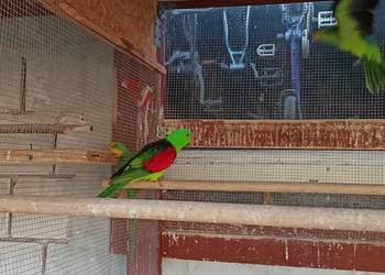 Czerwonoskrzydła krasnopiórka samiec 2018