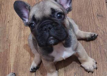 Buldog francuski piesek