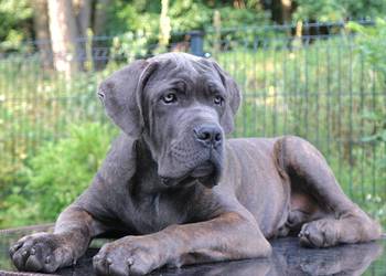 Szczeniaki Cane Corso ZKwP/ FCI