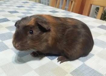 Świnki morskie, młode samce