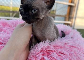 Devon Rex- kocur FPL
