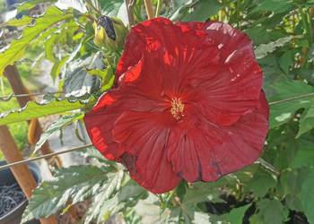 Hibiskus bagienny duże sadzonki