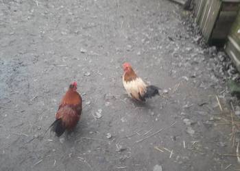 Kogutki liliputy zielononòżki