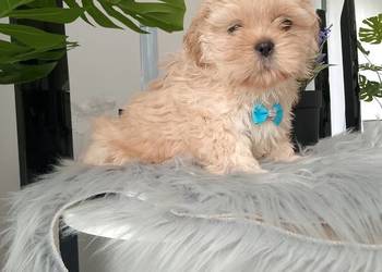 OSTATNI już do odbioru unikatowy piesek rasy Shih-Tzu