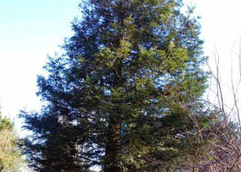 SEKWOJA ZAWSZEZIELONA Sequoia sempervirens - NASIONA 2000 sztuk - 10g.