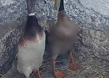 Młode kaczory biegusy