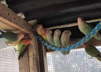 Sprzedam nierozłączki