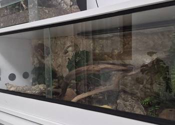 Wąż smugowy + terrarium 100x40x40  + myszy