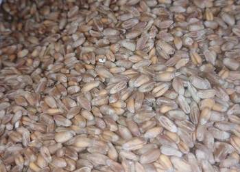 Pszenica jara siewna.